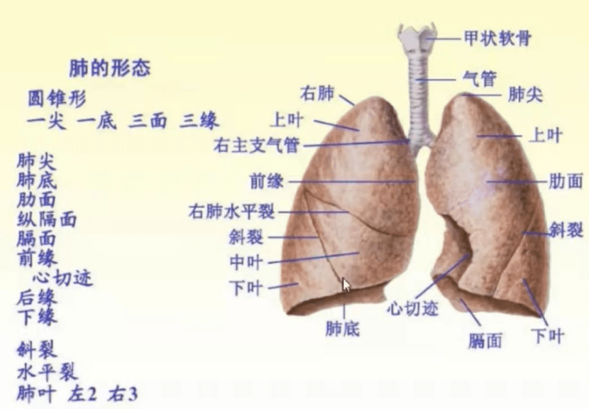 我们来了解肺部的基本解剖:二,肺部的分叶和分段图3 胸部ct