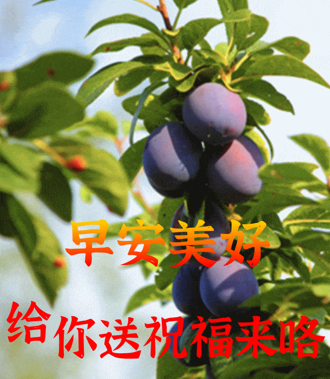 知己_生活_祝福