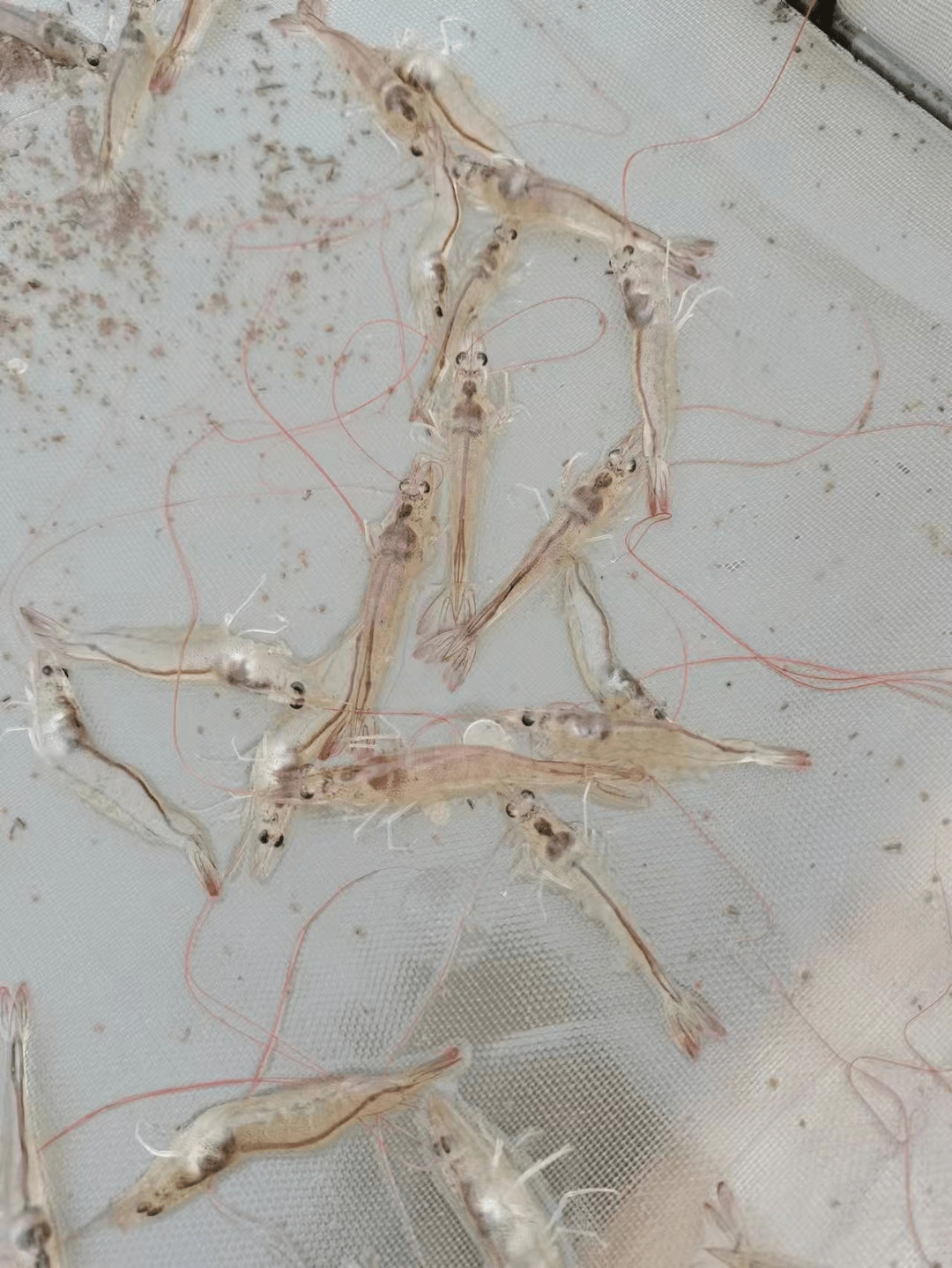 杠不住80偷死耗虾白便又提前暴发何建国警惕高温期或还有一波发病高峰