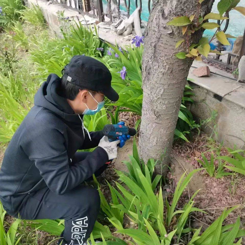 “城市园丁”为树木“打吊瓶”_防治_病虫害_绿化带