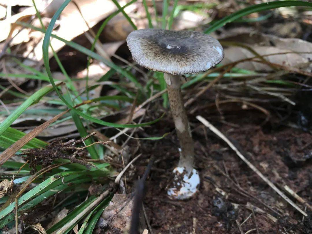 今天认识毒蘑菇(八)——"黑白双煞":灰花纹鹅膏和裂皮鹅膏