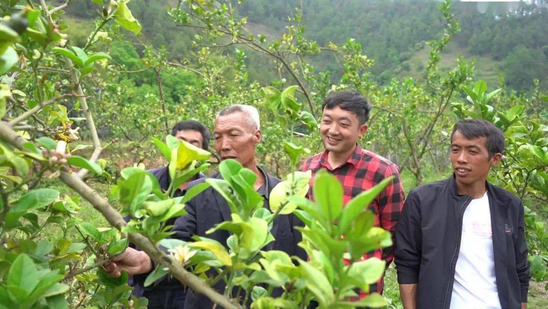 云龙县民建乡党员带头种香橼百亩贫地变宝地