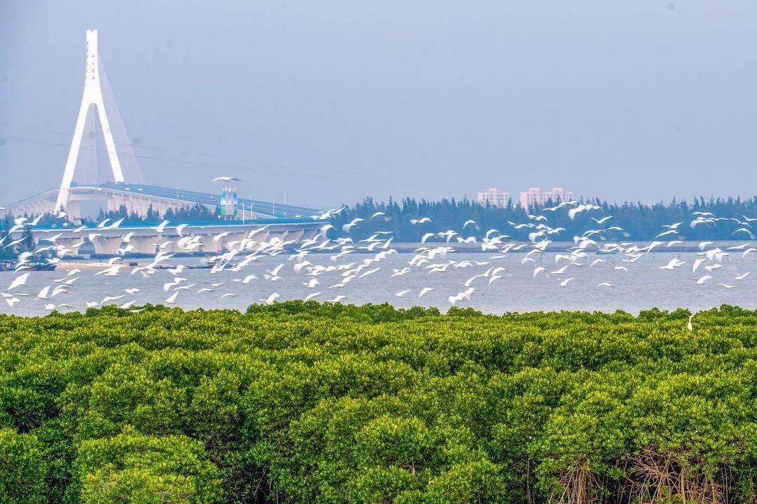 2020年以来,海口通过实施湿地保护与生态修复项目,大力开展红树林生态