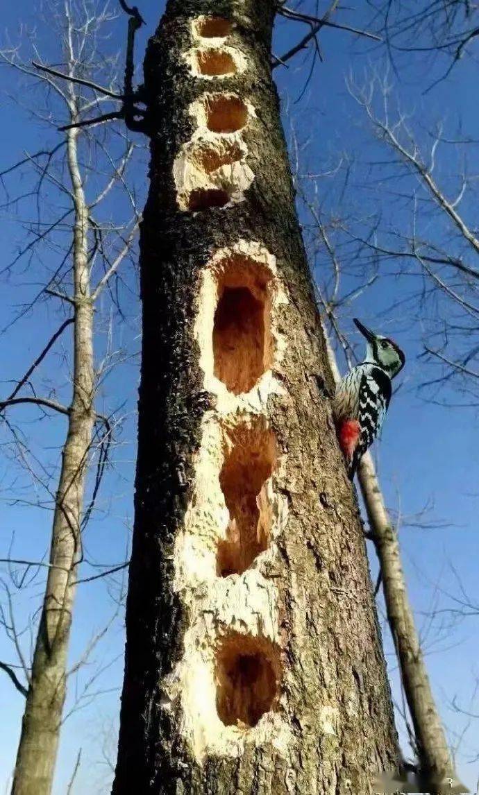 啄木鸟到底是不是好鸟