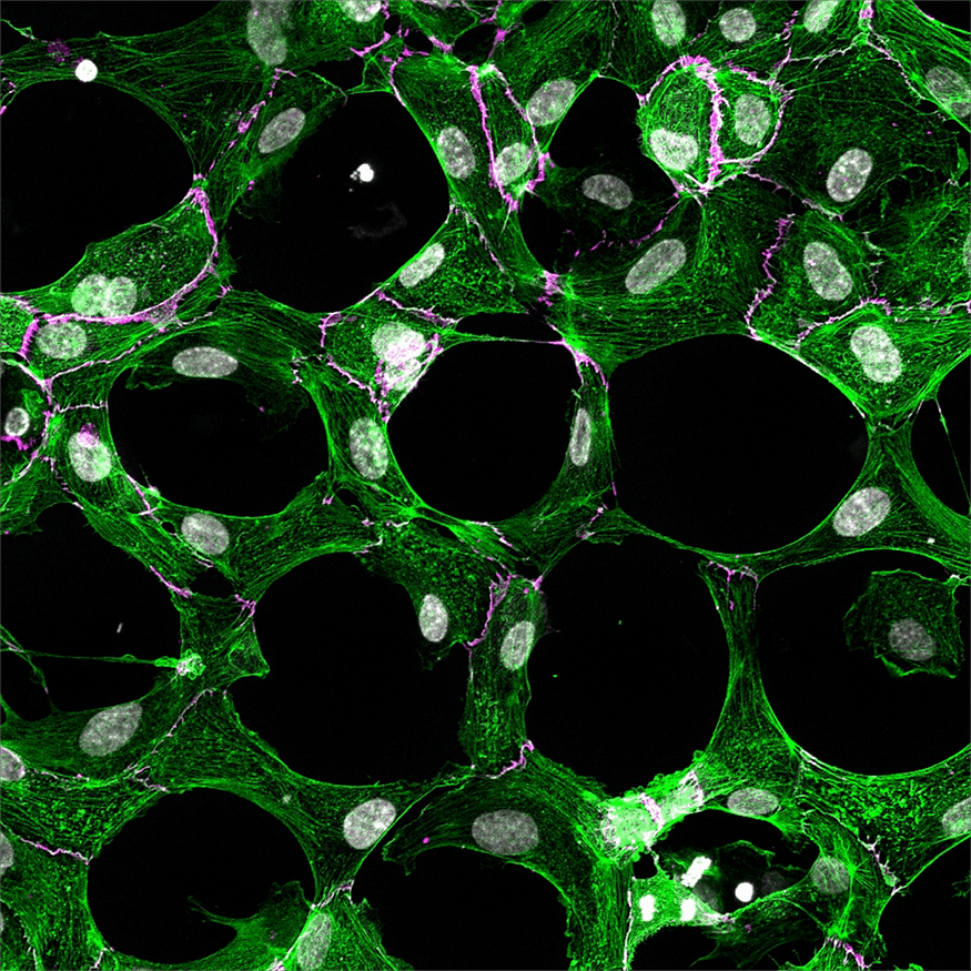 多细胞是怎样组织起来的