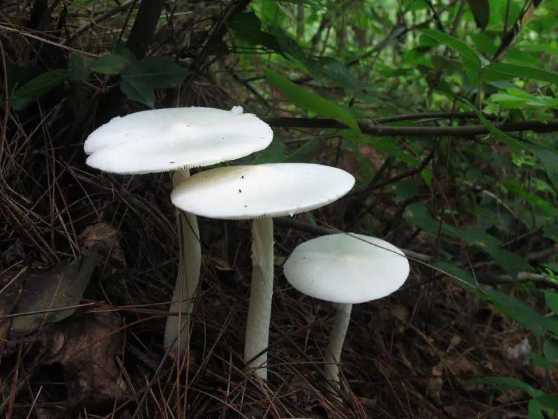东北野生毒蘑菇图片