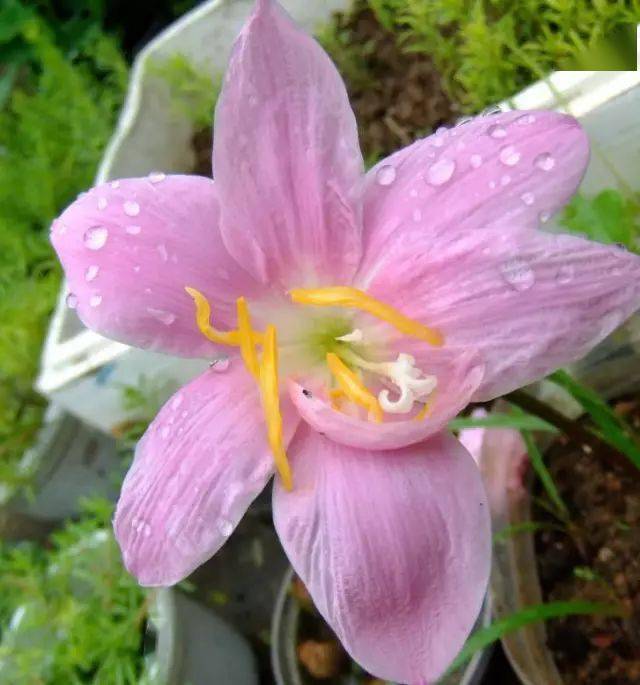 风雨花真实图片