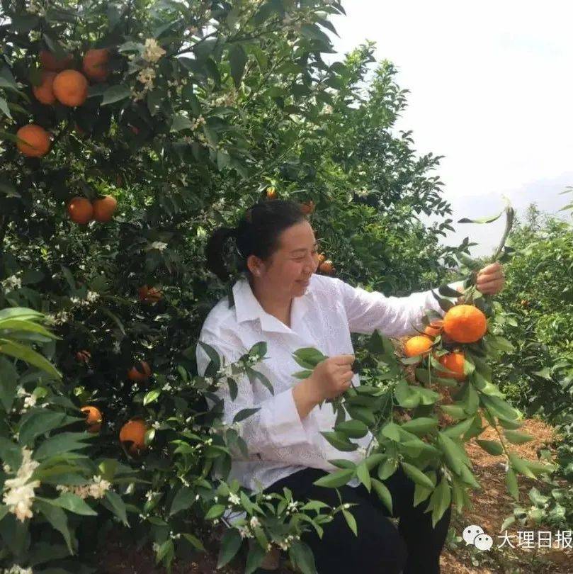 【数风流人物】张冬梅:争当云南高原特色农业产业发展排头兵_水果_宾川_宾杰
