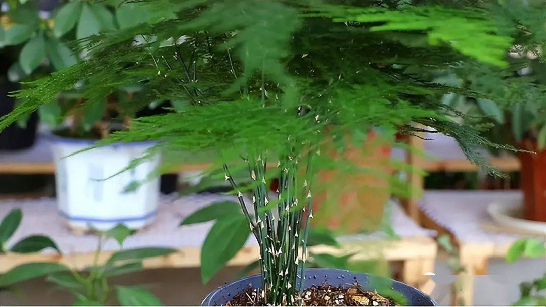 如何把文竹养出美感先要学会剪其次才是养