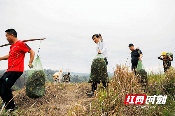 新田：特色种植助力乡村振兴（组图）