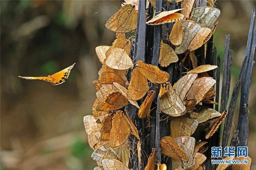 云南将现独特大爆发奇观_蝴蝶谷_中国_短时间内