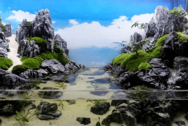 没错这是中式水陆缸造景
