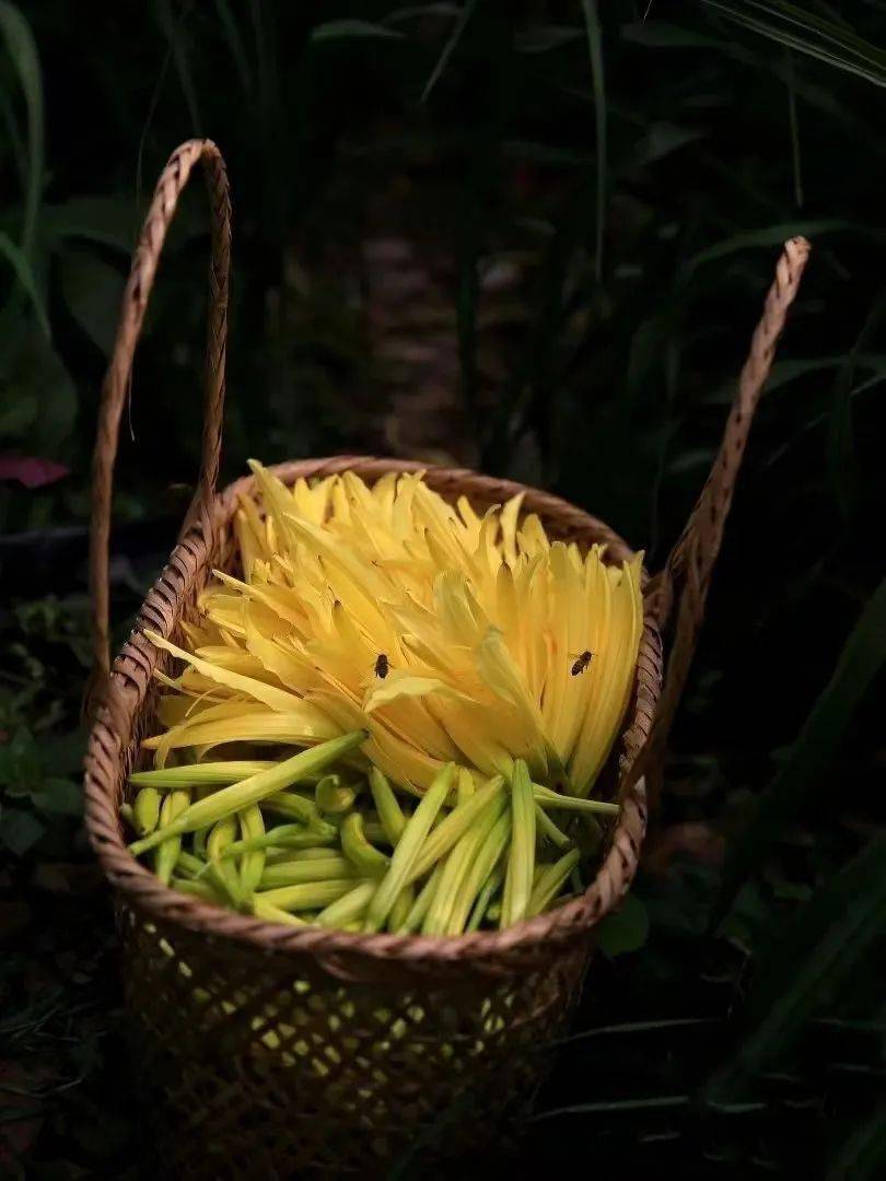 孟夏时节万物繁茂夏花绚烂满城芳