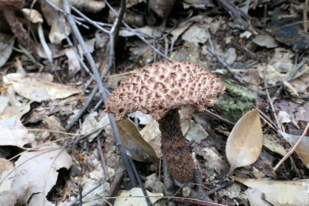 四季黄山相约夏天生物多样性看黄山黄山调查发现大型真菌421种