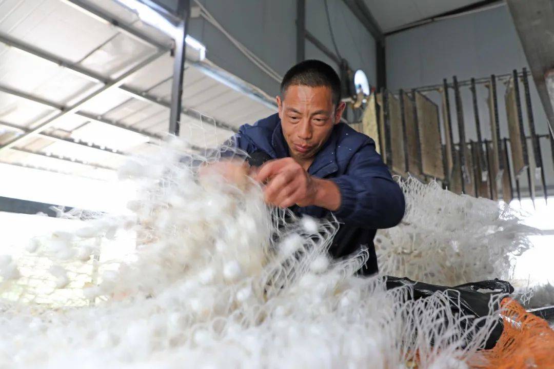 王远林:身残志坚发展种桑养蚕 小桑蚕织出“致富丝”_蚕茧_产业_农户