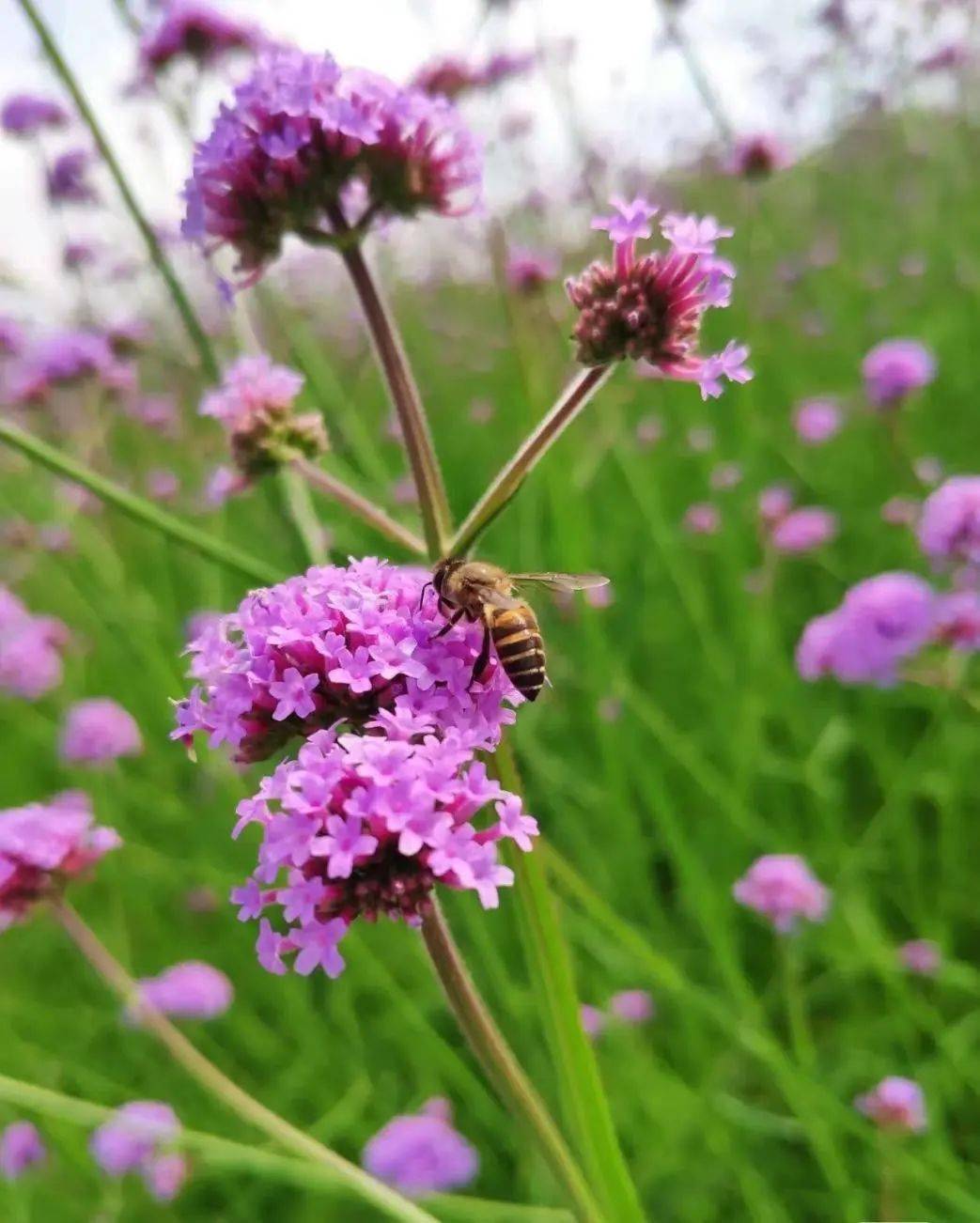 孟夏时节万物繁茂夏花绚烂满城芳