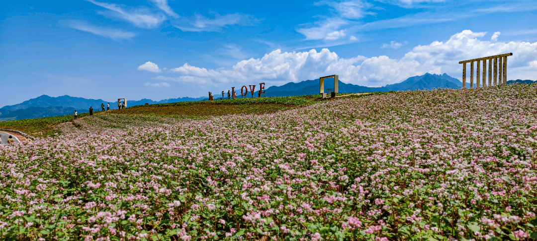 这里藏着一处颜值超高的荞麦花海~_峪口村_乡村_蓝田