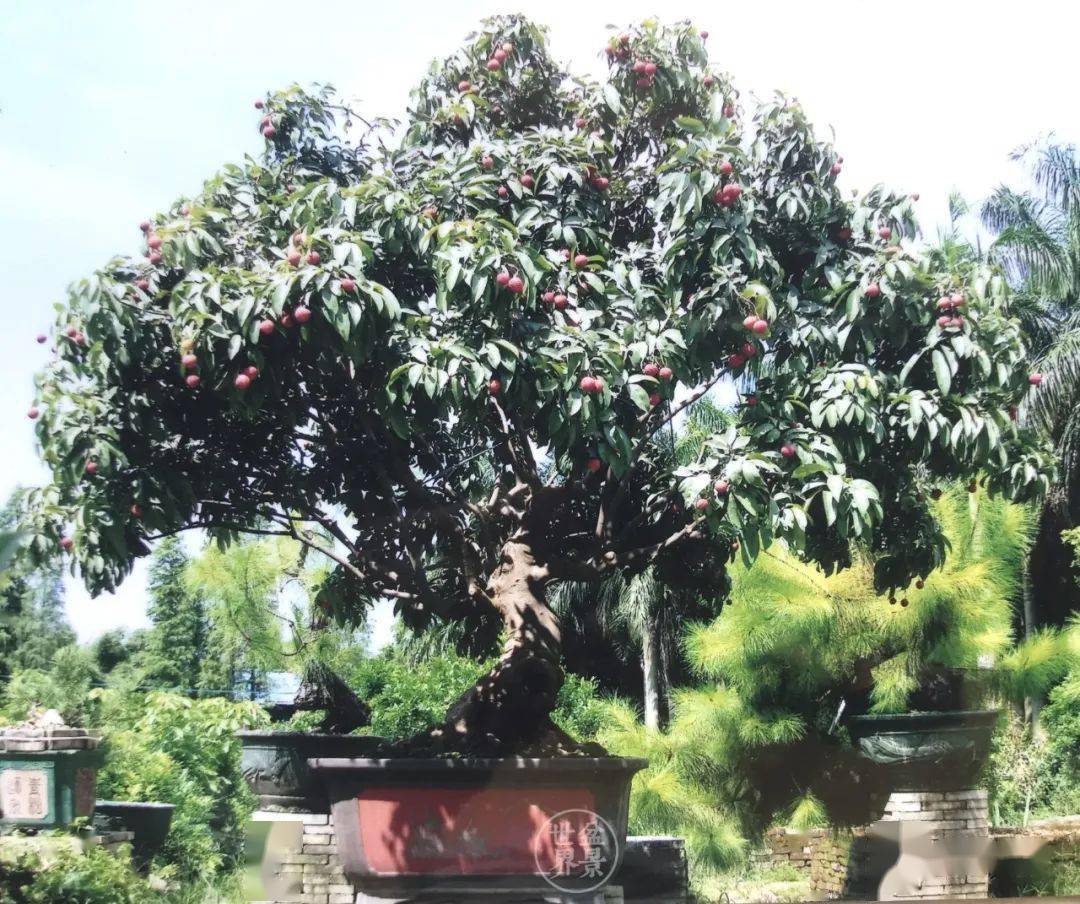 荔枝熟了_盆景_岭南_进行