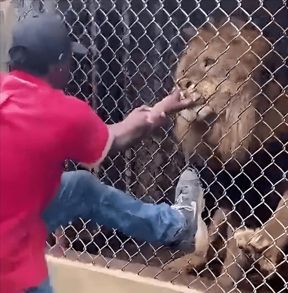 牙买加动物园员工向游客示范"如何挑逗狮子",竟被咬住手指,拔出手指只