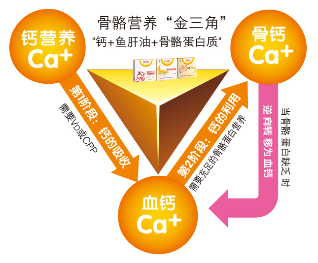 瞭解補鈣金三角 寶寶科學補好鈣_骨骼_補充_蛋白