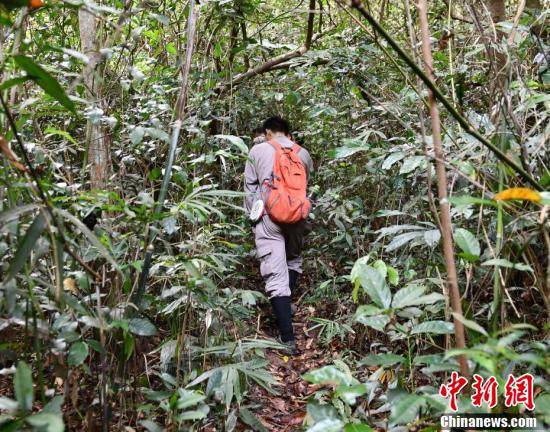 探访护林员巡护“国宝”海南热带雨林