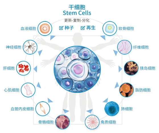 利用干细胞修复受损组织和器官是组织工程和再生医学领域的热门方向之