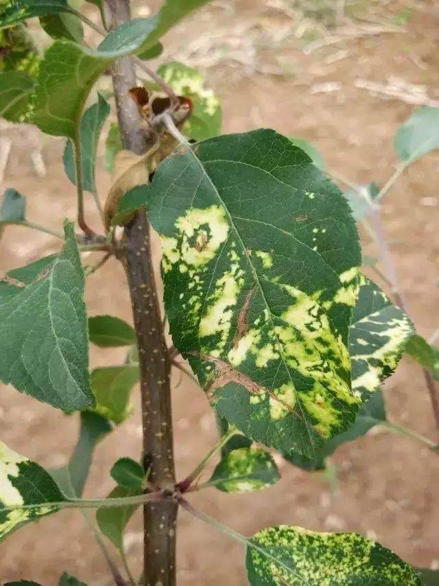 栽培苹果树花叶小叶病如何防治
