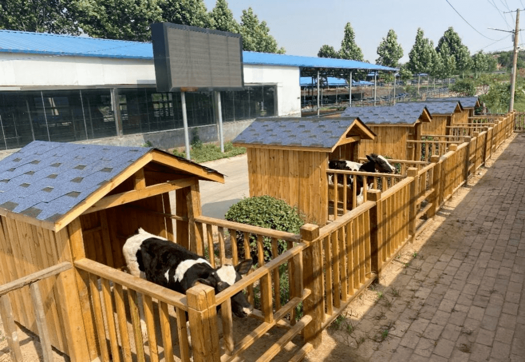 奋进新征程建功新时代广饶智慧牧场让养殖轻松无忧