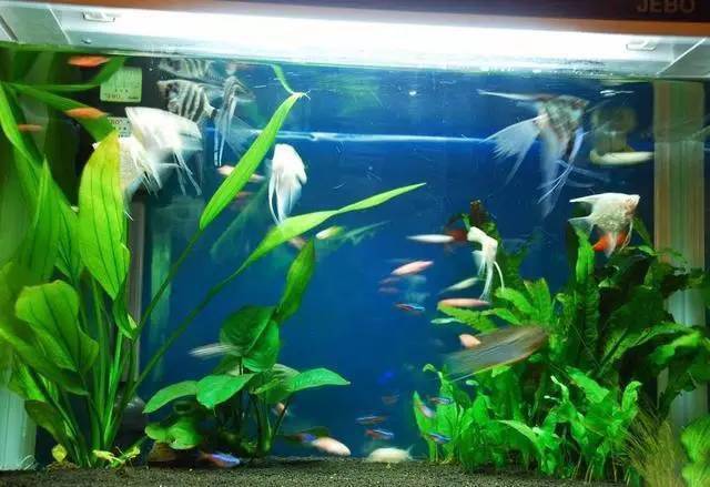 这些长在水下的植物 美爆了 暗绿色 金鱼藻 皇冠