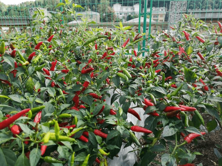 "多彩贵州 诗画绥阳"辣椒美食节之绥阳辣椒及农特产品参评"选手"都在