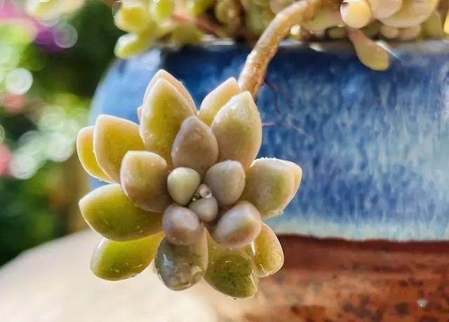 这款 普货 多肉 除了易爆盆之外 还能养出 瀑布墙 的状态 姬秋 土壤 茎叶