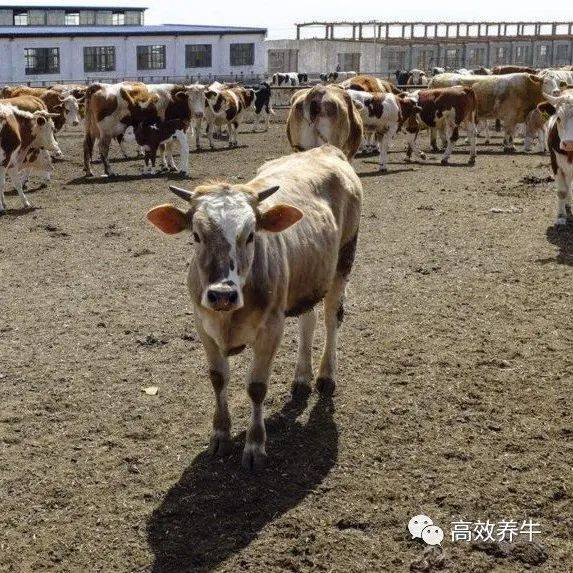 国内养的都不是纯种牛，其实都是这！_杂交_生产_地黄牛
