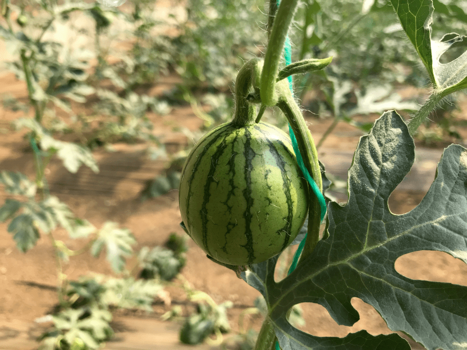 小型西瓜坐果期这些管理要注意