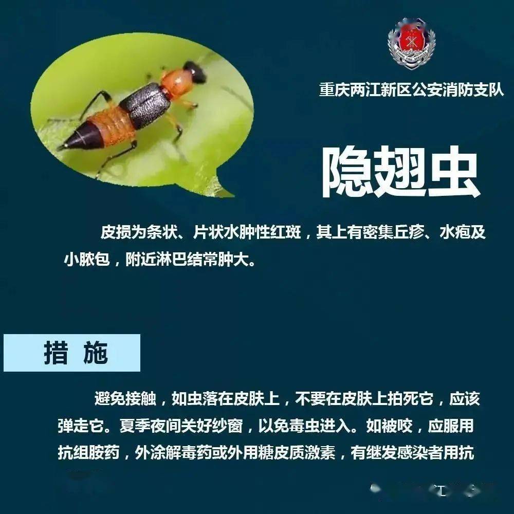 警惕这种毒虫近期活跃有人被咬住进icu