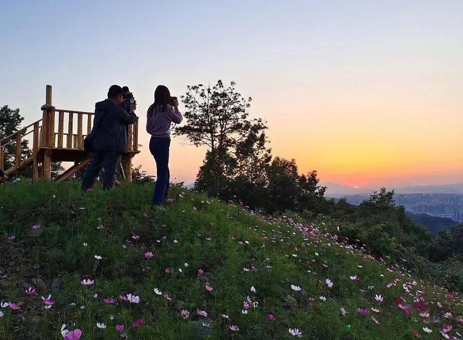 美景如畫數十畝格桑花陸續綻放安康牛蹄嶺戰鬥遺址公園近日淡定嬌豔綻