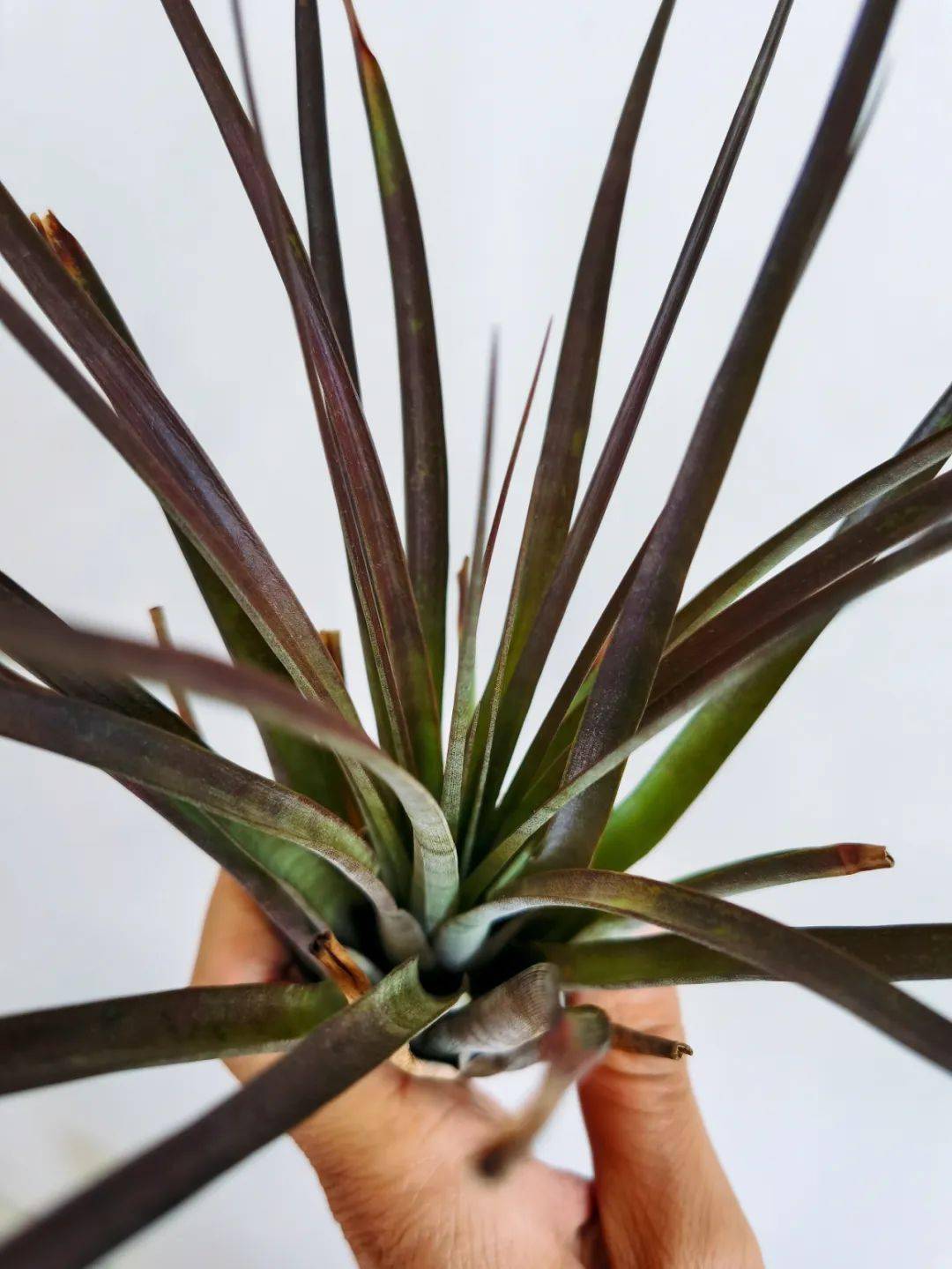 空凤/空气凤梨图鉴——费西古拉塔 (tillandsia fasciculata)_品种