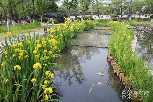 白色鸢尾，花开莫愁，翩翩起舞，清雅而至