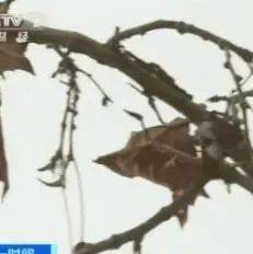 男子毒死四棵法桐树,结果…_投毒_财物_公私
