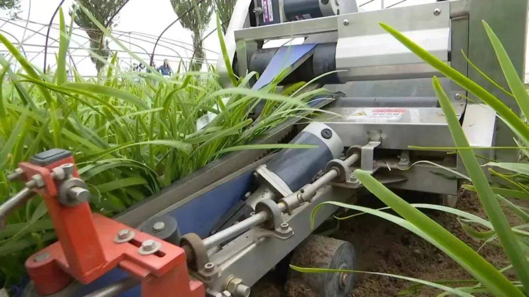 【喜迎自治区第十三次党代会】机械化作业让田间小韭菜焕发绿色大生机