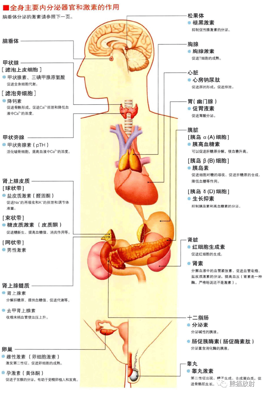 3d解剖