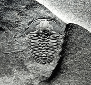 辽南地区的寒武纪三叶虫下