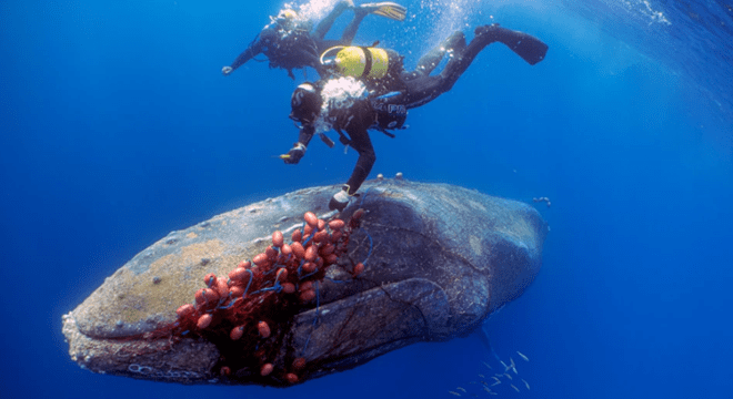 西班牙海域一头鲸被困非法渔网 潜水员勇敢解救