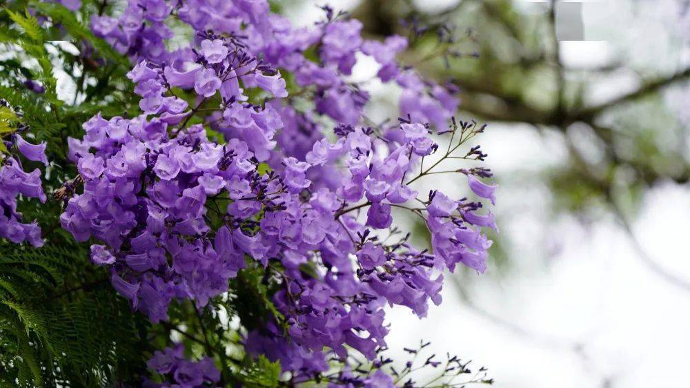 【視頻】遇見藍花楹 邂逅北川初夏的浪漫_紫色_喬木_石泉