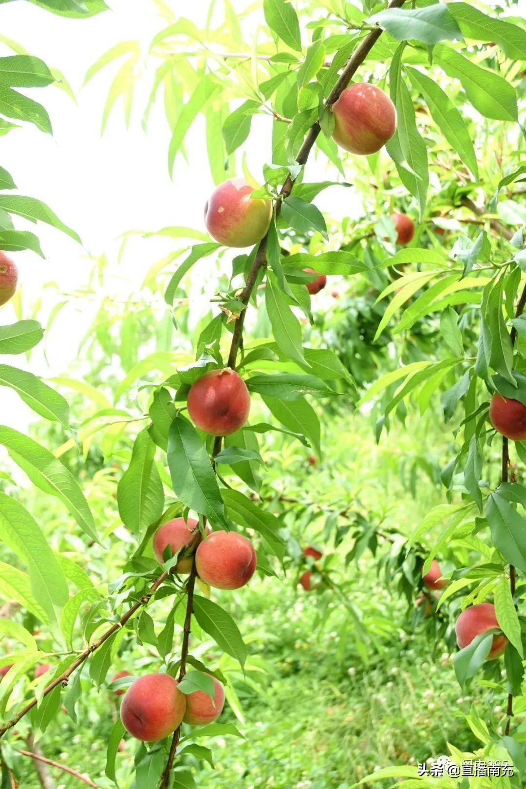 桃子成熟啦采摘地已为你找好攻略在这里