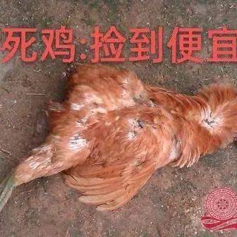 北流侬经常说:“执死鸡”,是什么意思?_刘某_女子_好事