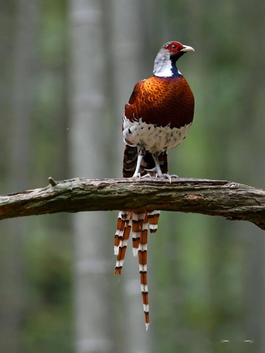 白颈长尾雉体型大小和雉鸡相似,体长可达80厘米,是一种大型鸡类.