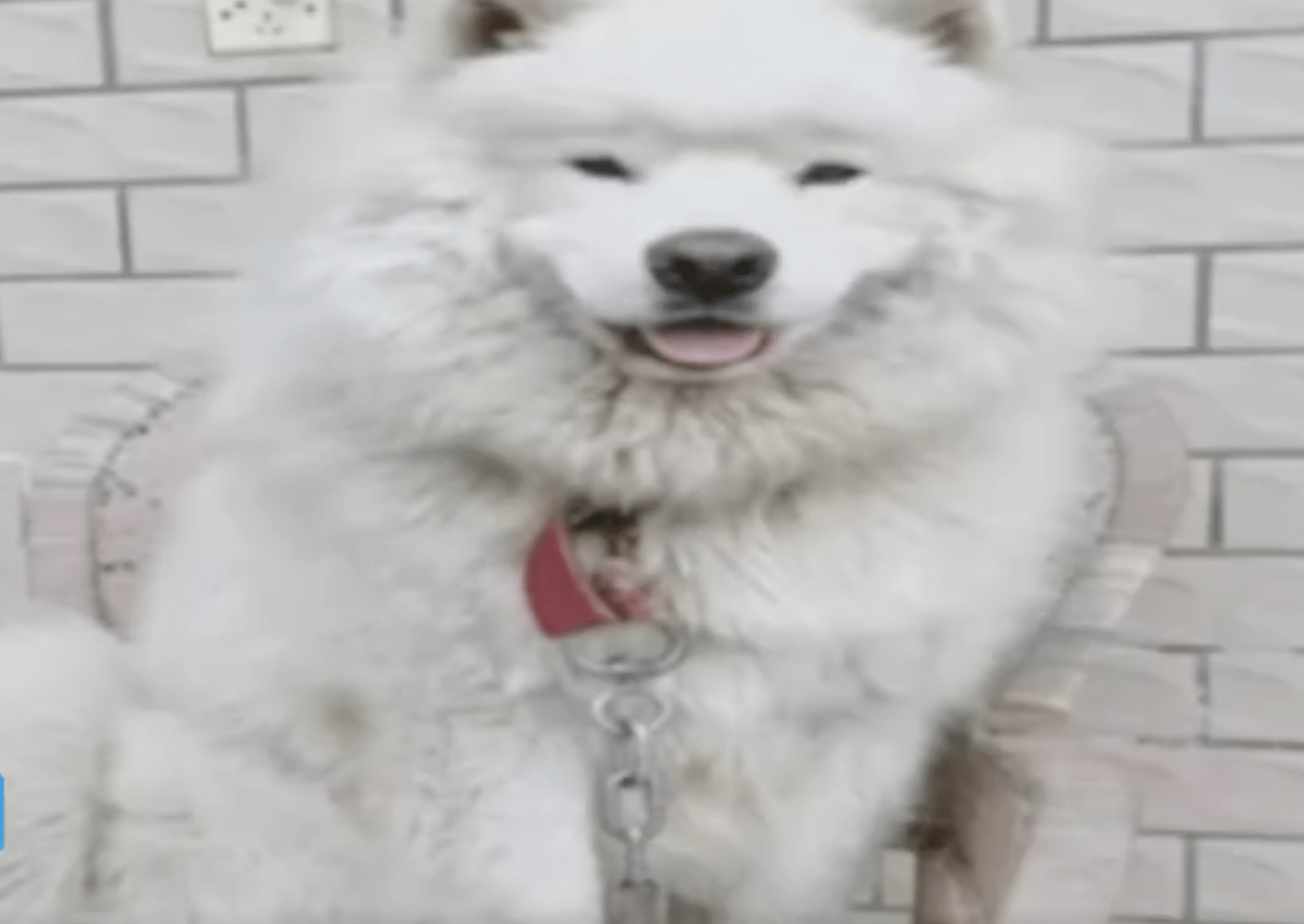 嘴馋砸窗毒死宠物犬后分食 三人被判处拘役 分别罚款1000元 萨摩耶 来源 鸡爪