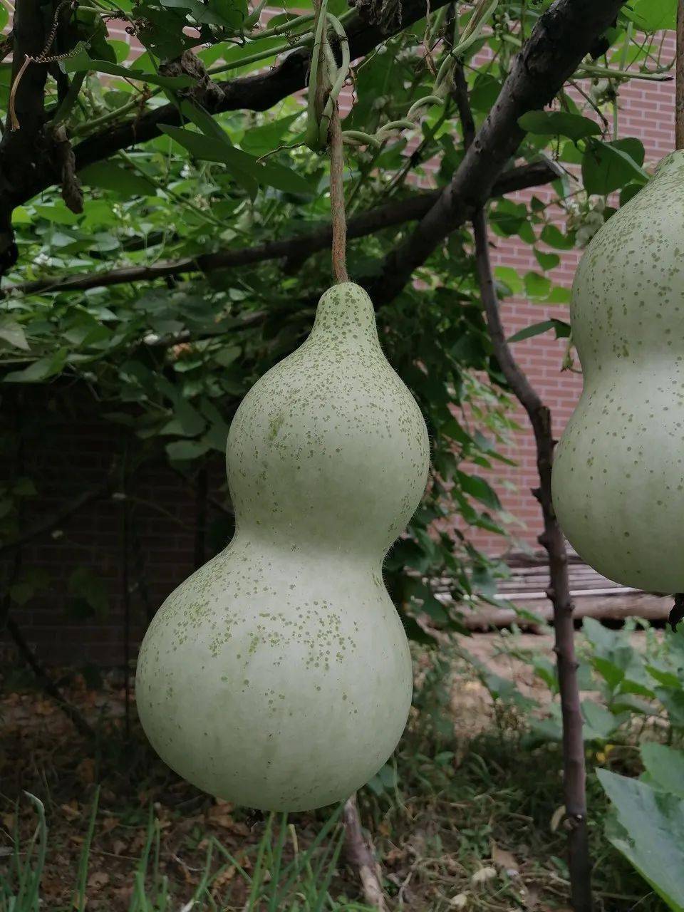 这种"苦",吃不得!_葫芦瓜_食用_食物