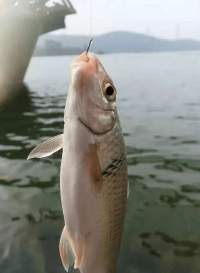 看完你也可以爆护_土鲮鱼_饵料_竿子