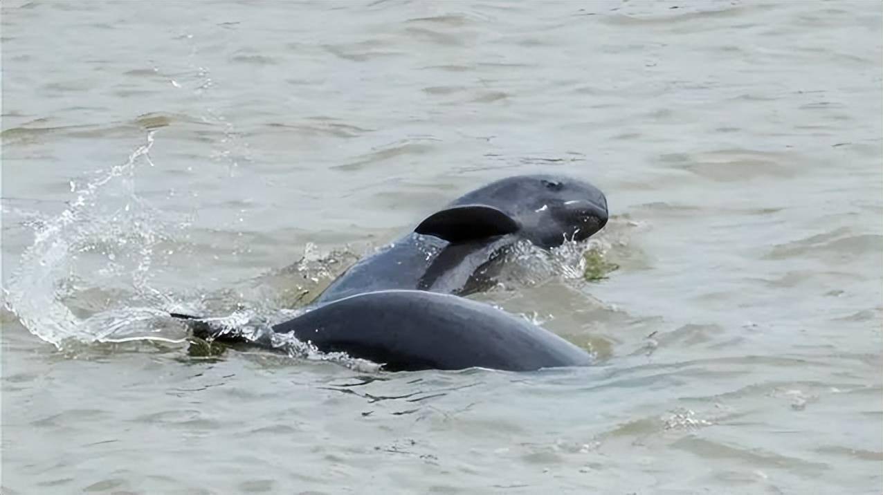 鄱阳湖江豚数量增至700,其中有3头腹部圆滚_长江_食物_我国
